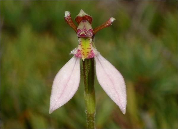Eriochilus cucullatus - Parsons bands.jpg